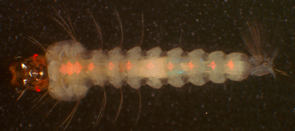 Under UV light, this mosquito larva reveals a red fluorescent marker in its nervous system, causing its eyes and nerve fibers to glow. The presence of the marker tells the researchers that this individual carries the genetic construct that renders it immune to the malaria parasite. (Photo credit: M. Riehle; Click to enlarge) Under UV light, this mosquito larva reveals a red fluorescent marker in its nervous system, causing its eyes and nerve fibers to glow. The presence of the marker tells the researchers that this individual carries the genetic construct that renders it immune to the malaria parasite. (Photo credit: M. Riehle; Click to enlarge)